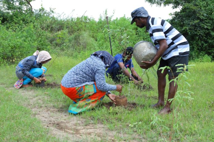 Drought-resistant trees help rural Khammam and Mewar to restore degraded land