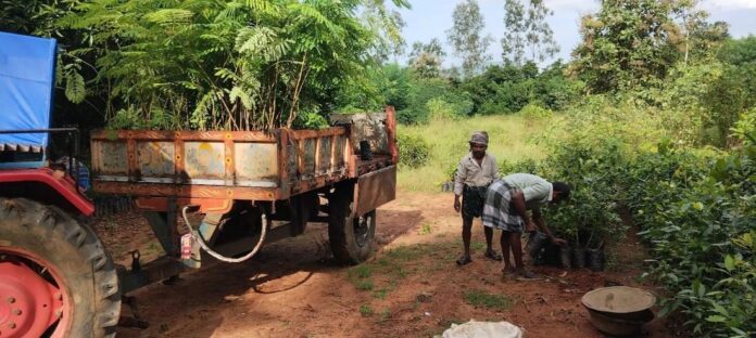 Tree plantation initiative aims to restore habitats for migratory Birds